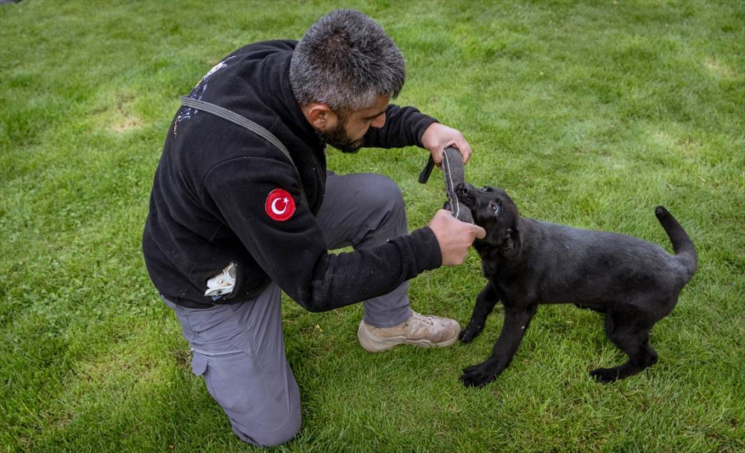 Özel eğitimli köpekler yeraltındaki su kaçaklarını tespit edecek 7